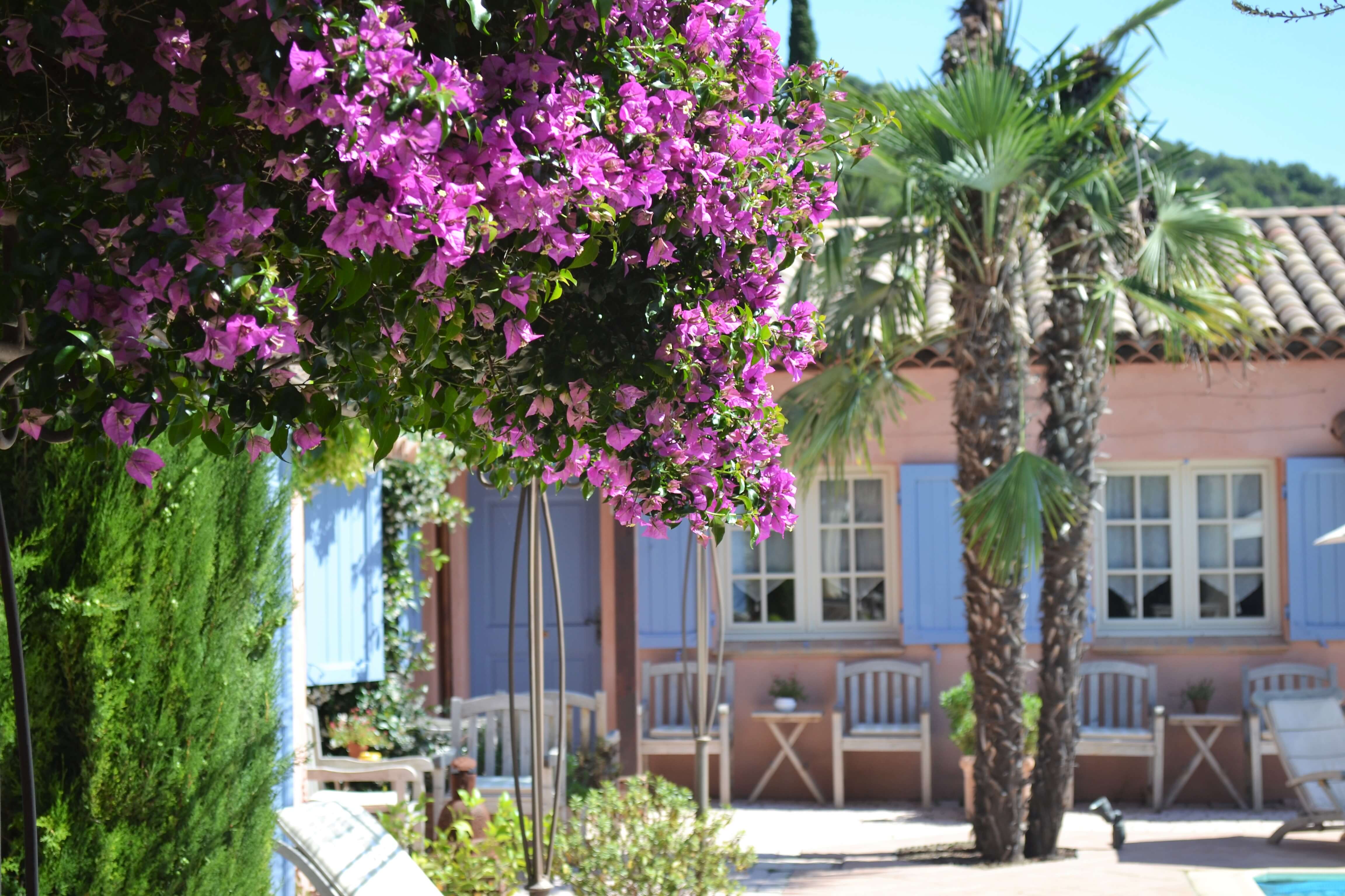 Bougainvillea vor Zimmer